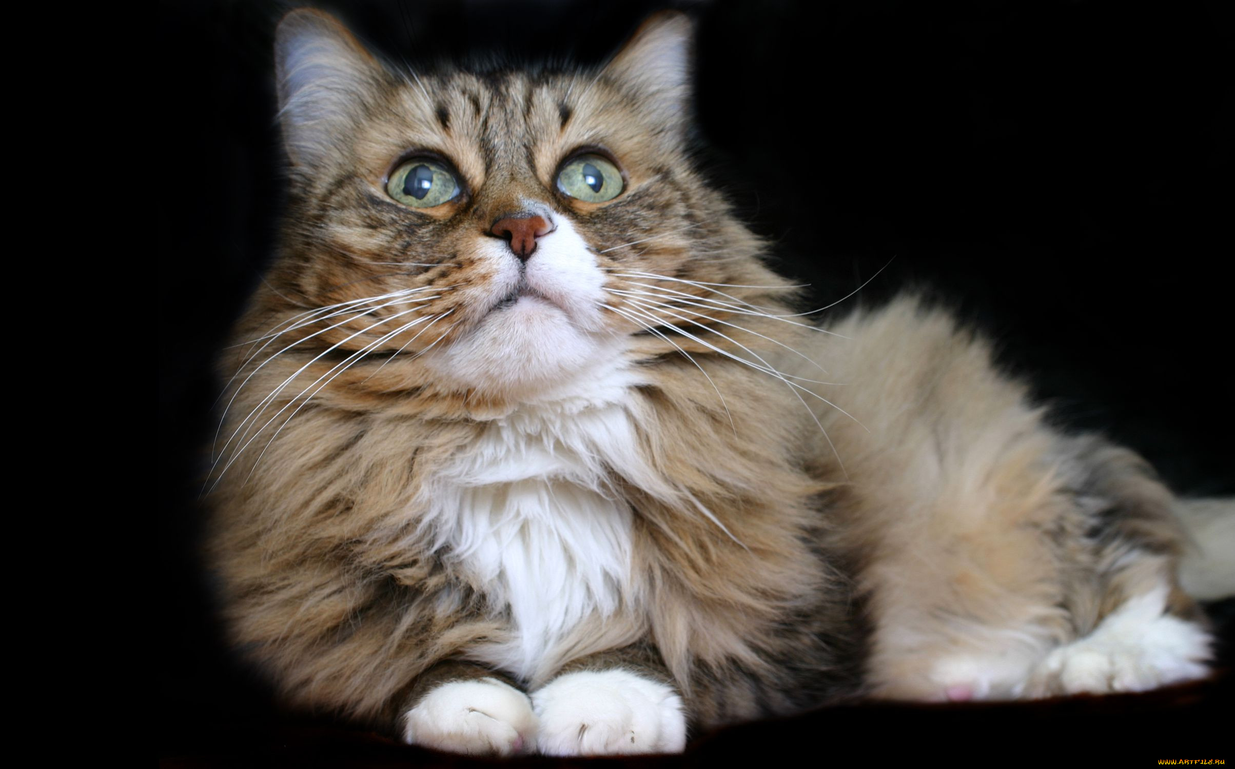 , , cat